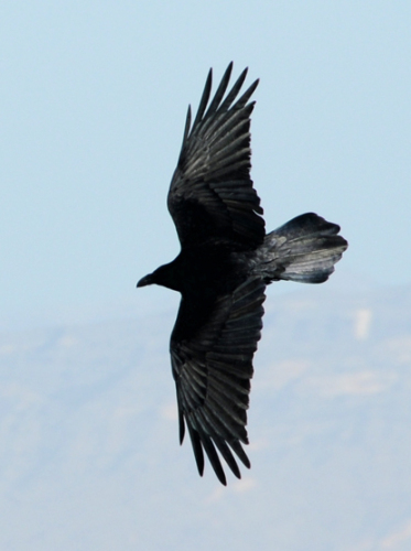 Texas Big Bend Bird Black