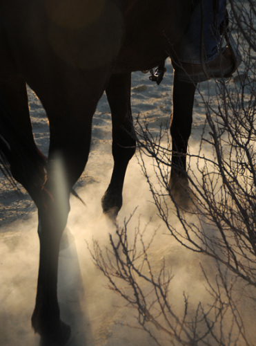 Texas Big Bend Horse Dust