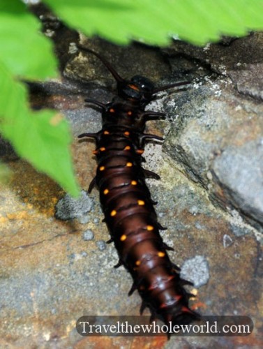 North Carolina Smoky Mountains Caterpillar