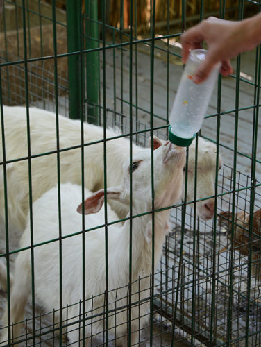 Almaty Kok Tobe Goat Feeding