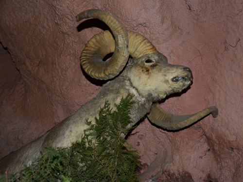 Kyrgyzstan Osh Cave Museum Sheep