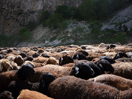 Tajikistan Highway Sheep