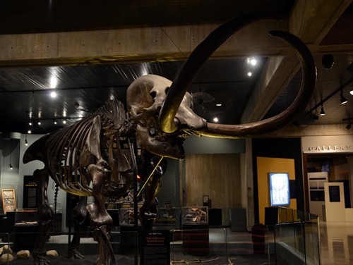 Ohio Columbus History Center Mastodon