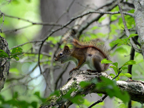 Ohio Cuyahoga National Park Squirrel