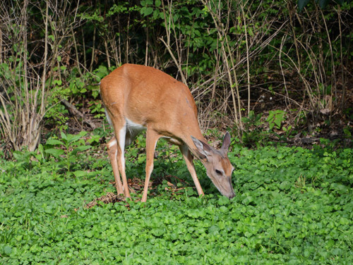 Ohio Cincinnati Eden Park Deer