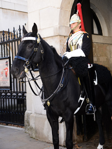 England-London-British-Guard-Horse2