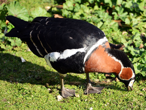 England London St James Park Duck