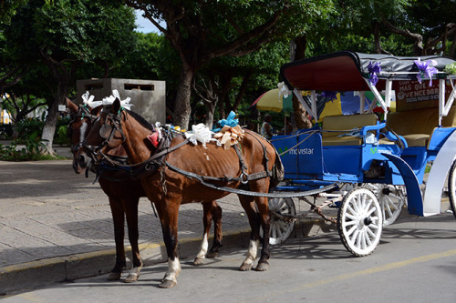 Nicaragua Granada Horses