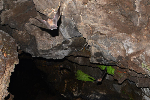 Nicaragua Masaya Bats