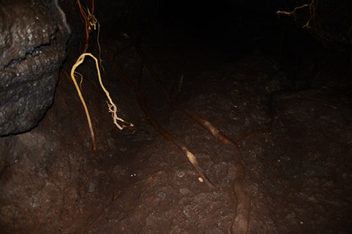 Nicaragua Masaya Lava Tube Roots