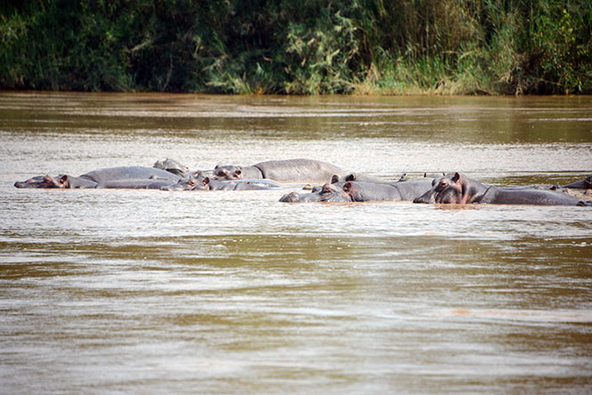 Burundi Rusizi Hippos