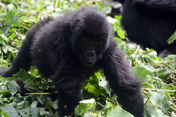 Congo Kahuzi Bieza Lowland Gorilla