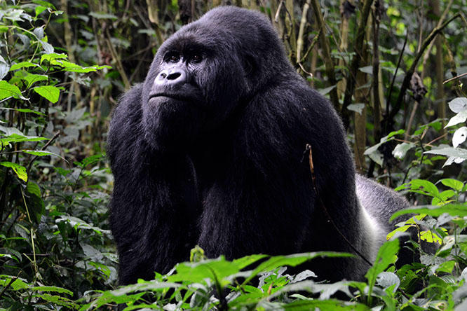 Congo Virunga Gorilla