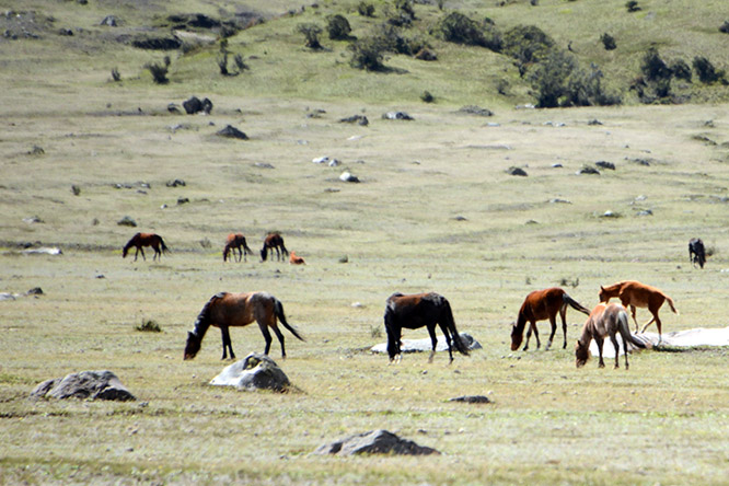 Ecuador Cotopaxi Horses