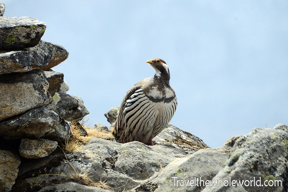 Nepal Khumbu Valley Dingbouche Bird