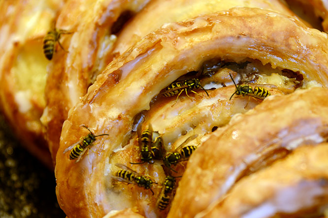 Germany Cologne Pastries Bees