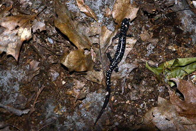 Allegheny National Forest Salamander