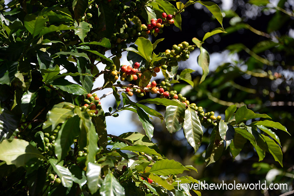 El Salvador Cerro Verde Coffee Plant