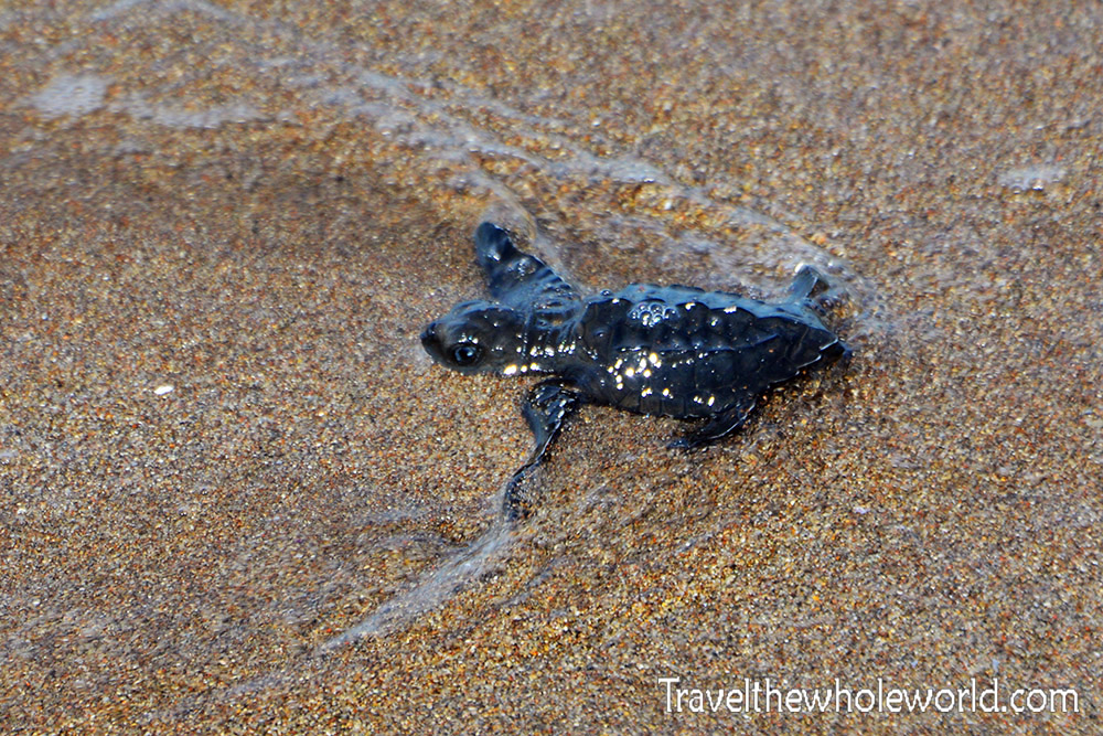 El Salvador Baby Olive Ridley Sea Turtle