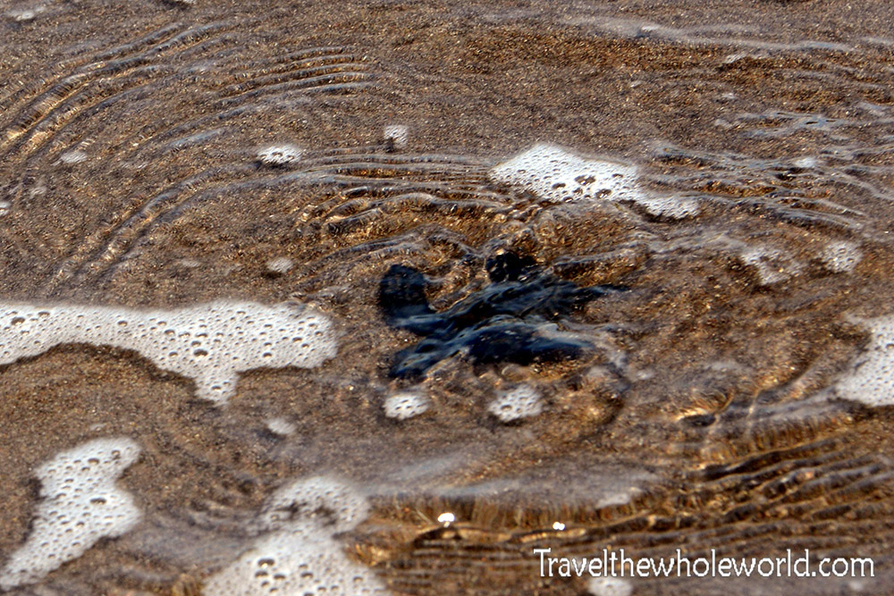 El Salvador Baby Olive Ridley Sea Turtle