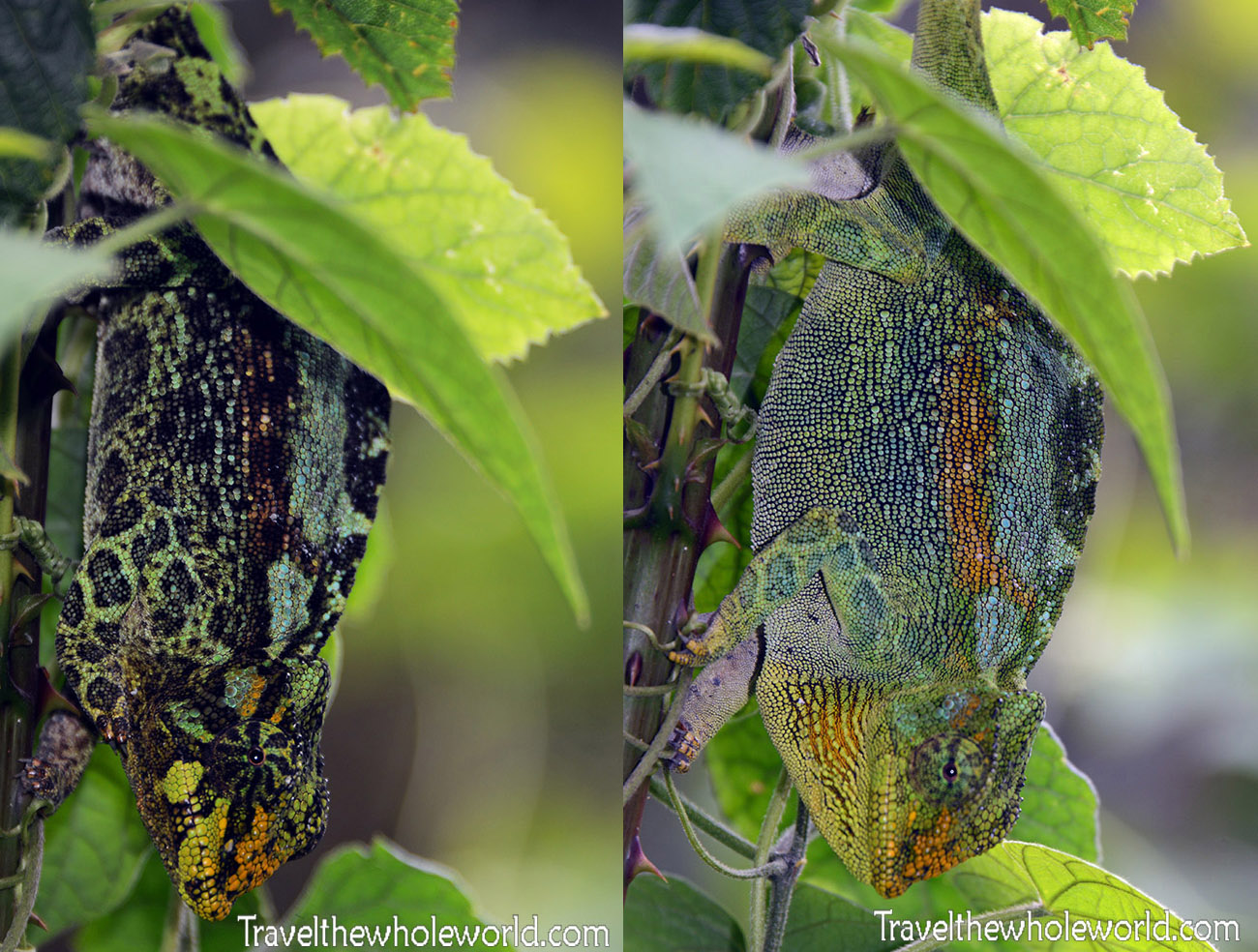 Chameleon Changing Colors