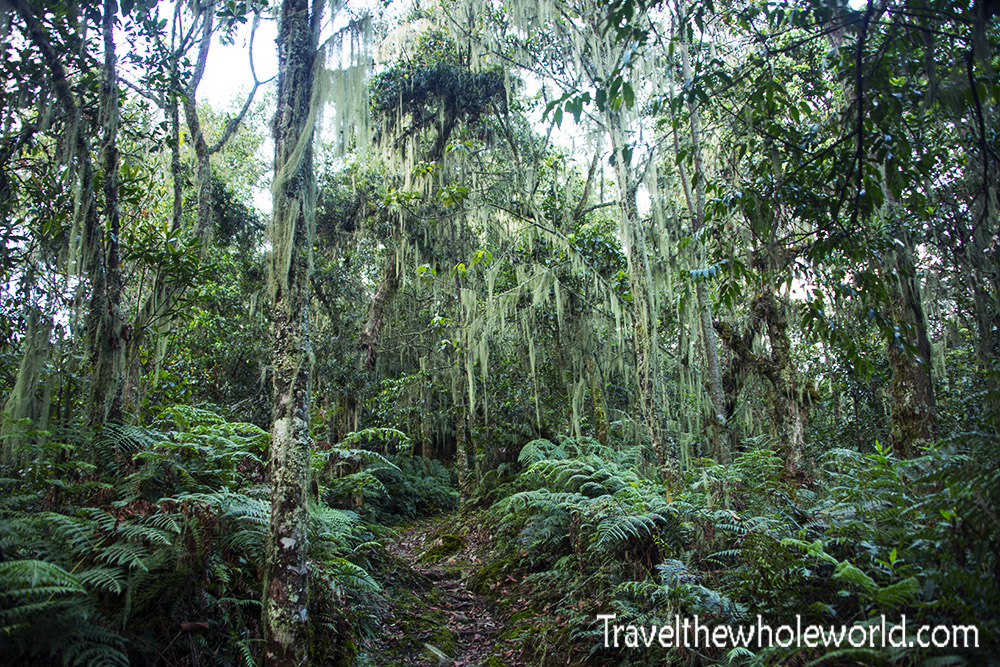 Uganda Rwenzori Mossy Rainforest