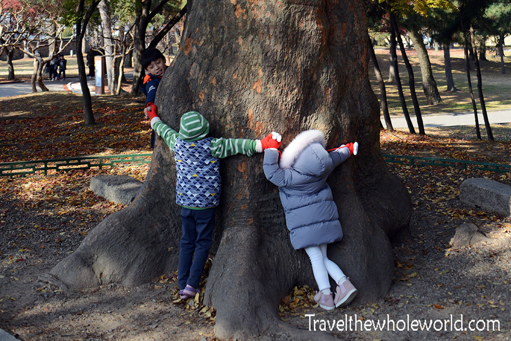 South Korea Giant Tree Kids Little Tree Huggers