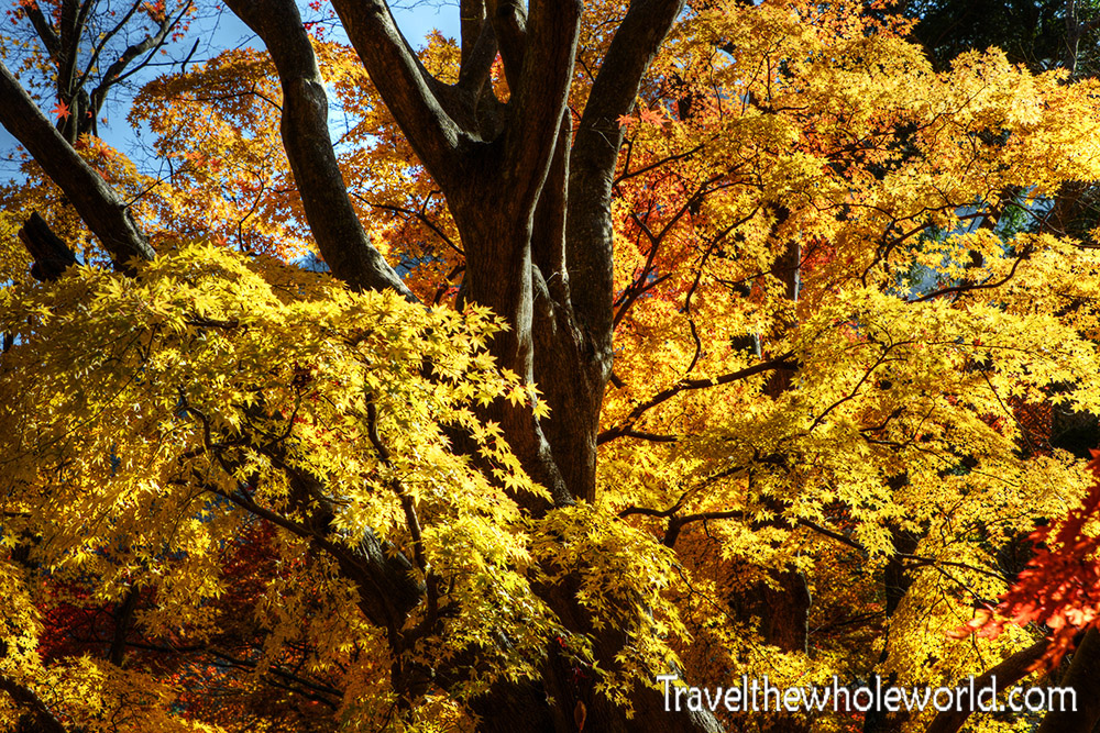 Naejangsan Fall Colors Yellow Maples