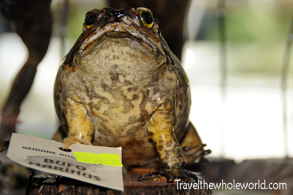 Australia Cane Toad