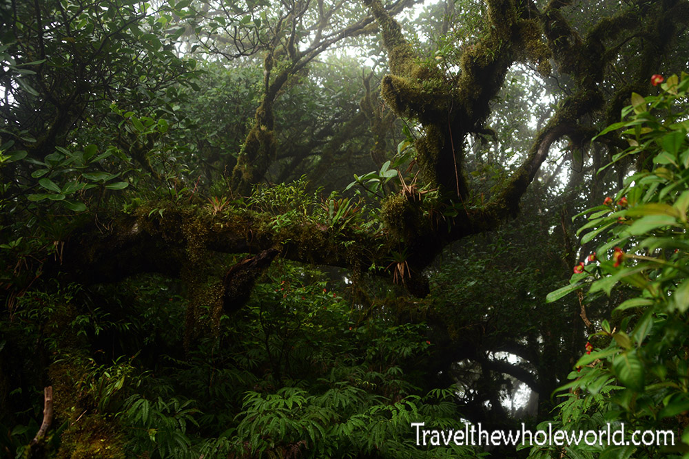 Nicaragua Ometepe Cloud Forest