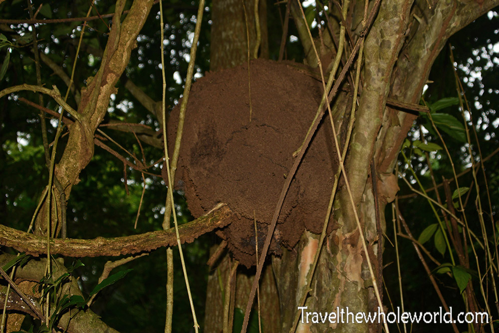 Nicaragua Ometepe Maderas Termite Nest