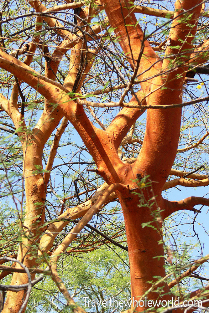 Sudan Dinder Tree Orange