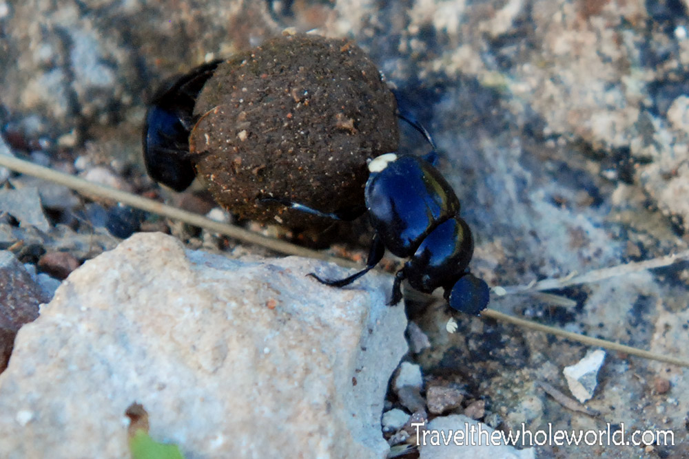 Haiti Dung Beetles