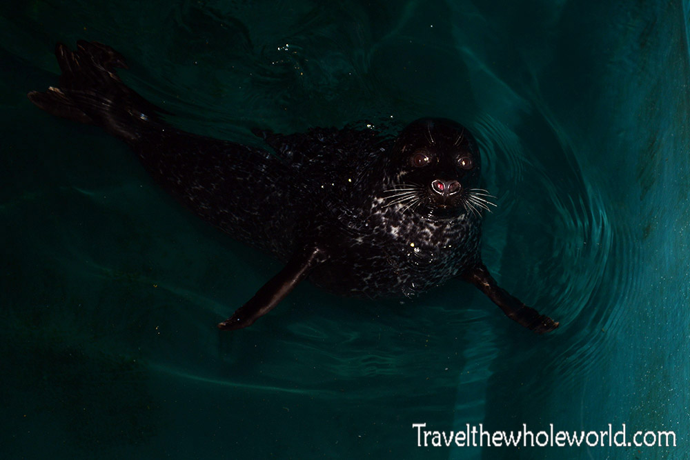 Tromso Polaria Aquarium Bearded Seal