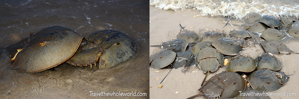 Horseshoe Crab Migration