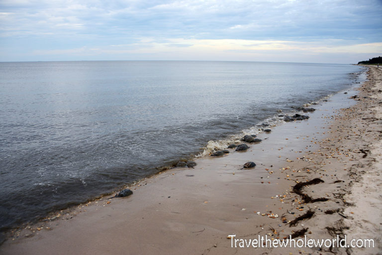 Horseshoe Crab Migration