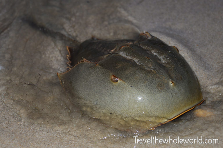 Horseshoe Crab Migration