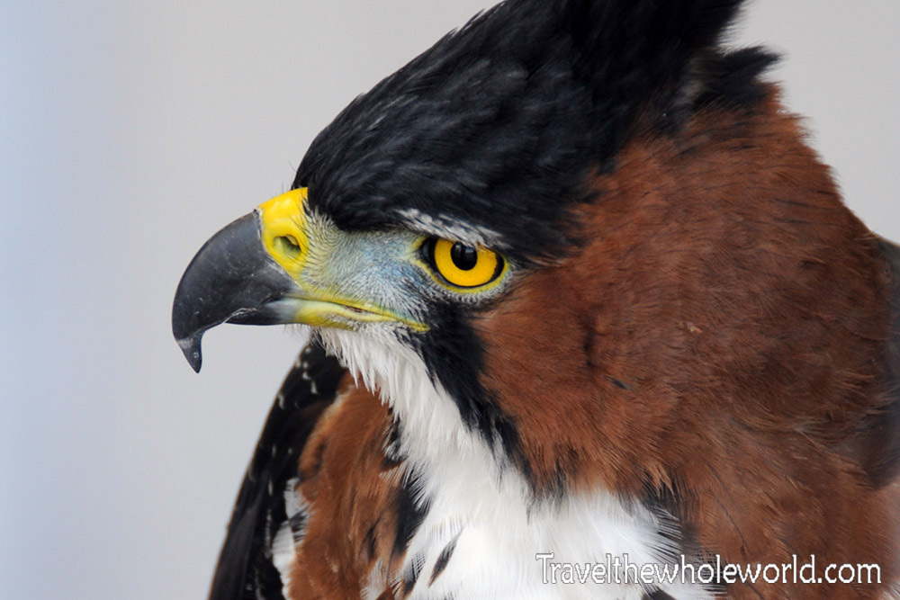 Idaho Boise Birds of Prey Ornate Hawk
