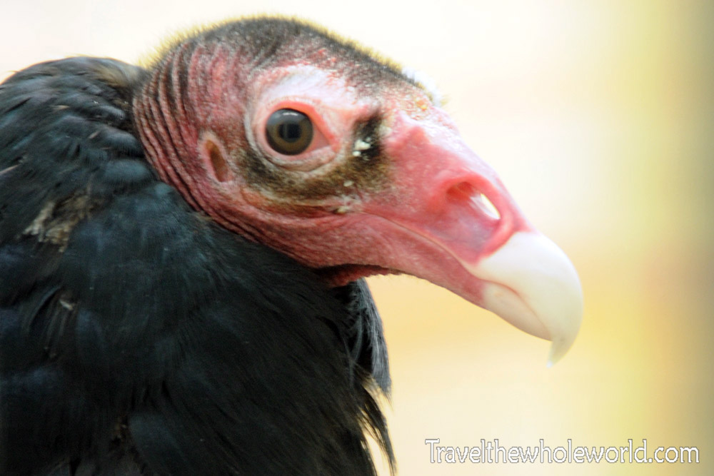 Idaho Boise Birds of Prey Turkey Vulture