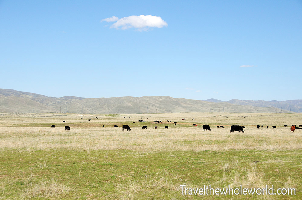 Idaho Boise Cattle