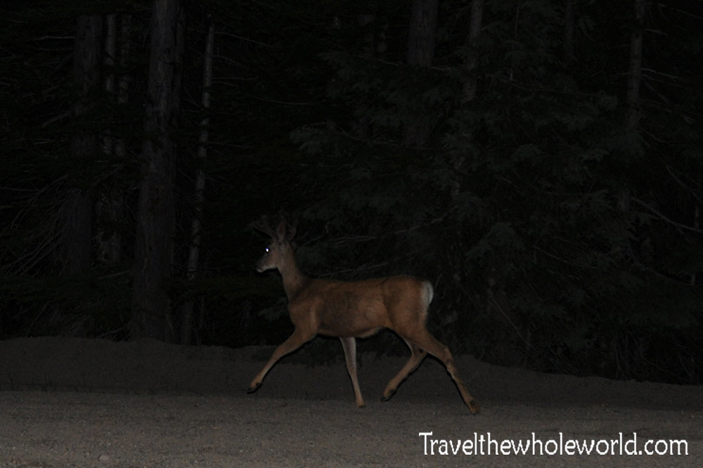 Idaho Deer Night
