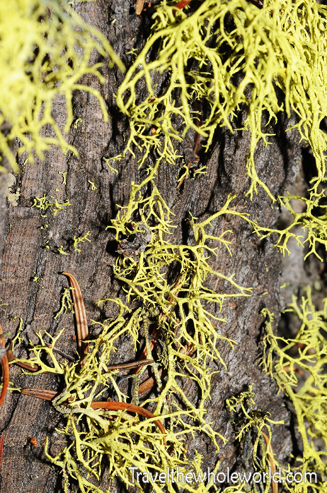 Idaho Sawtooth Wilderness Moss