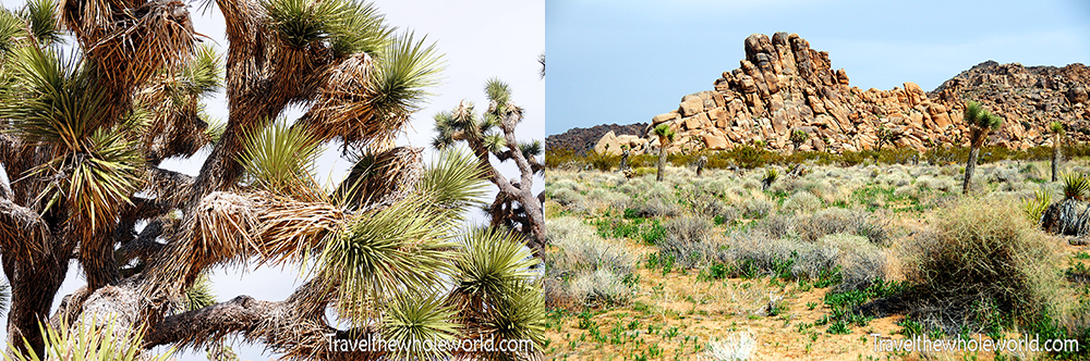 Joshua Tree