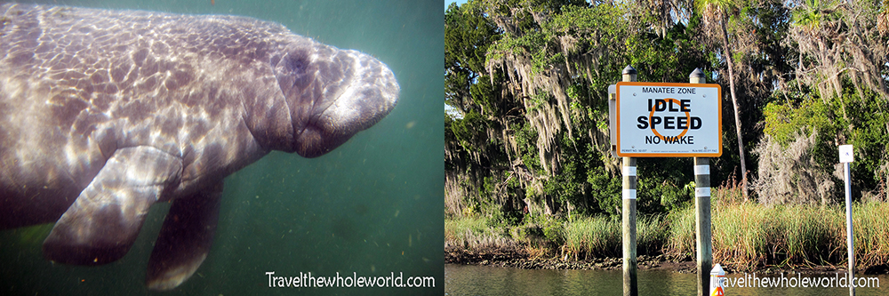 Manatee