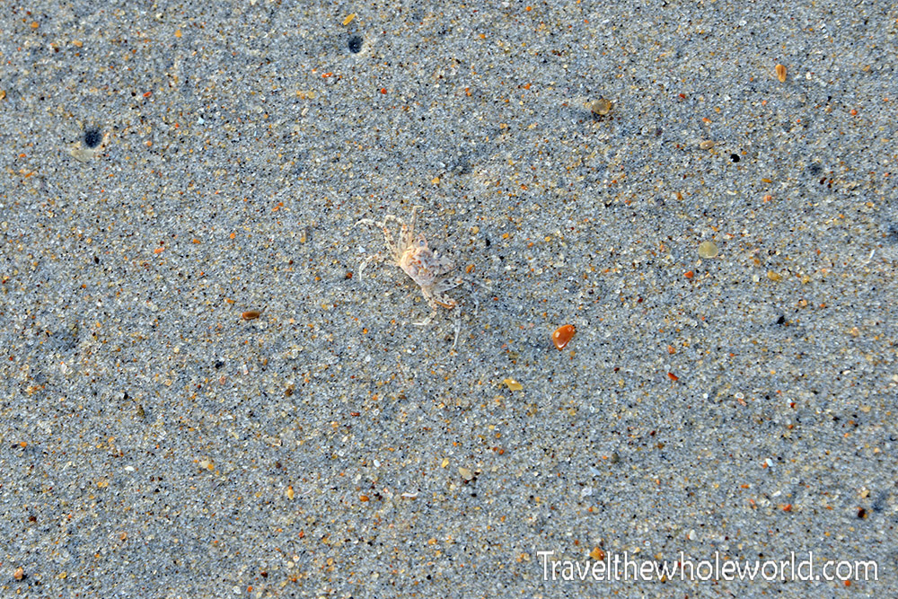 Outer Banks Crab