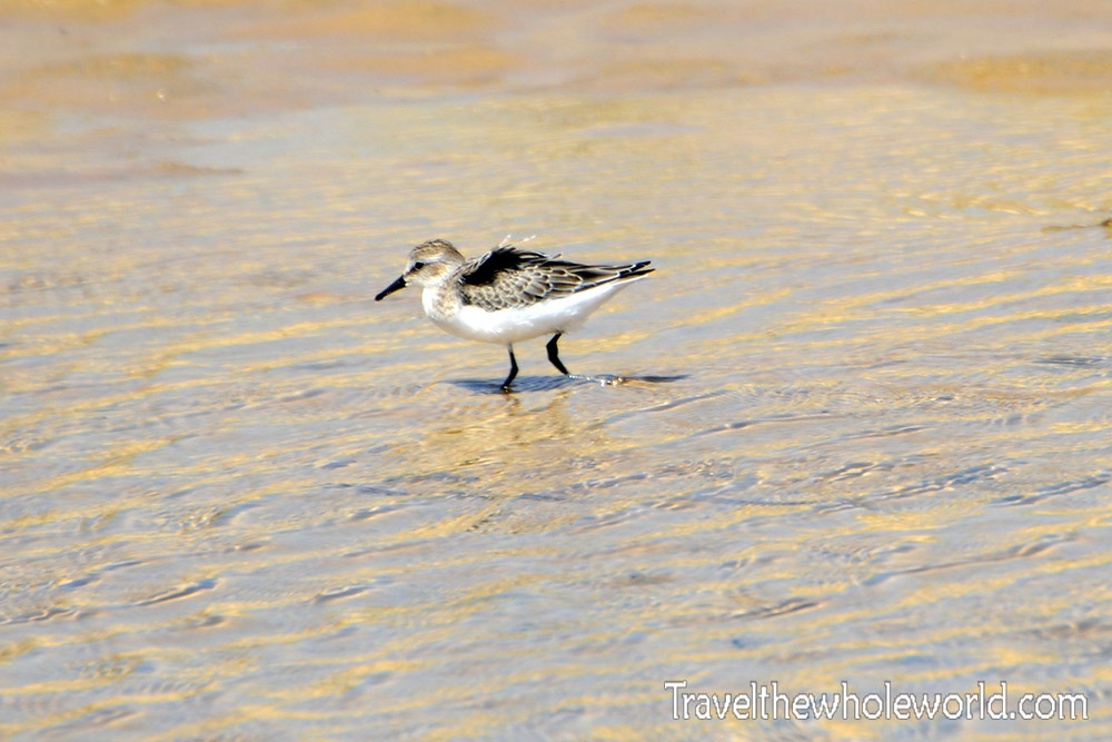 Outer Banks Sand Bird