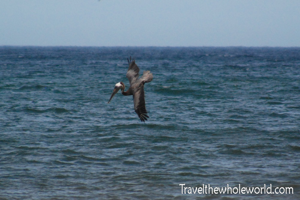 Outer Banks Pelican