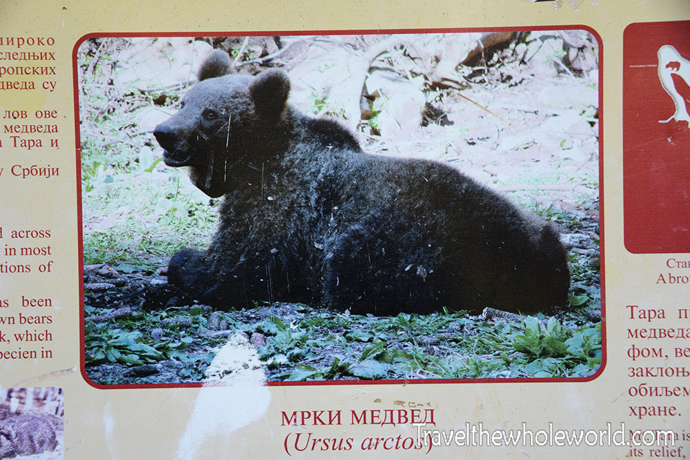 Serbia Brown Bear Information Sign