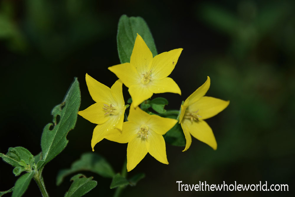 Serbia Yellow Flowers
