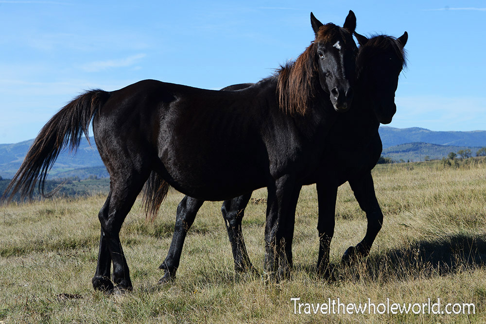 Serbian Black Horses